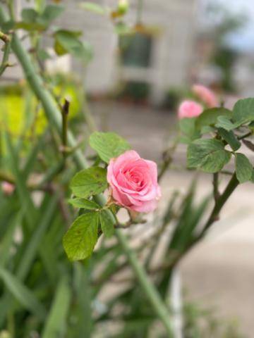 おすそ分け🌹