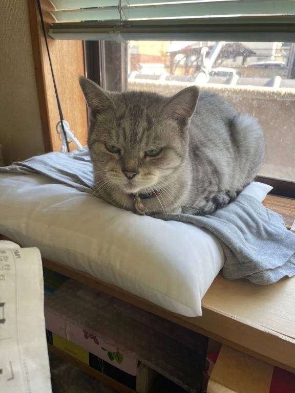 猫大好きなAV女優です❤️😋❤️