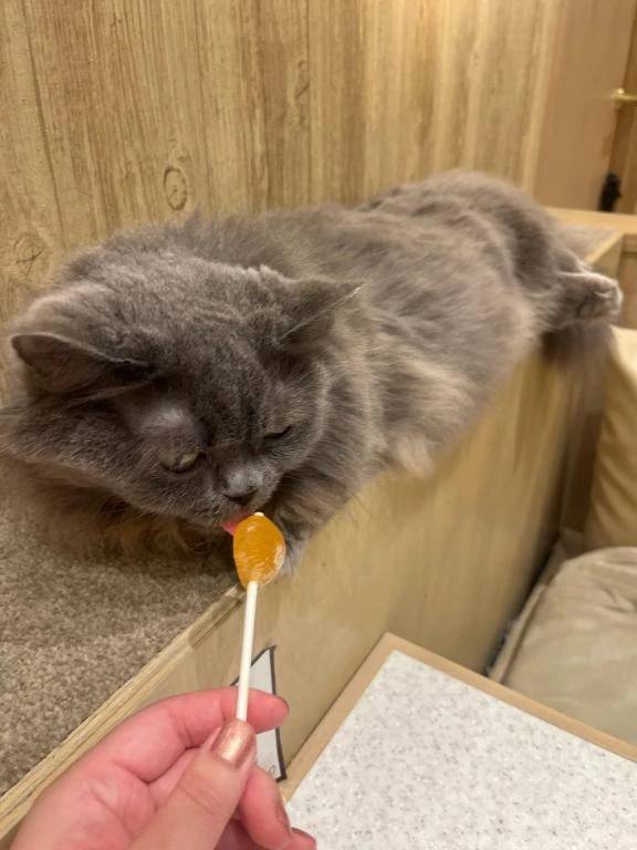 猫カフェ🐱