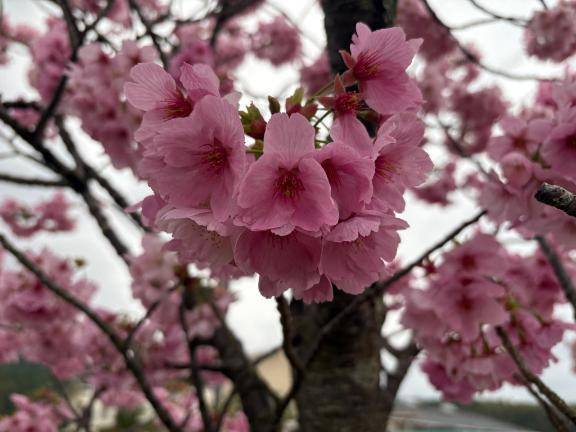 🌸見て欲しくて(*´˘`*)♡