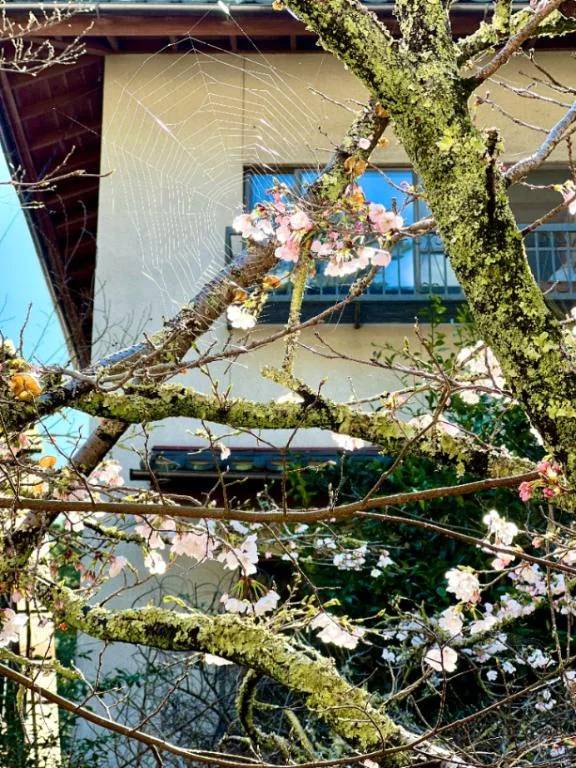 ⛩今日のあさんぽ