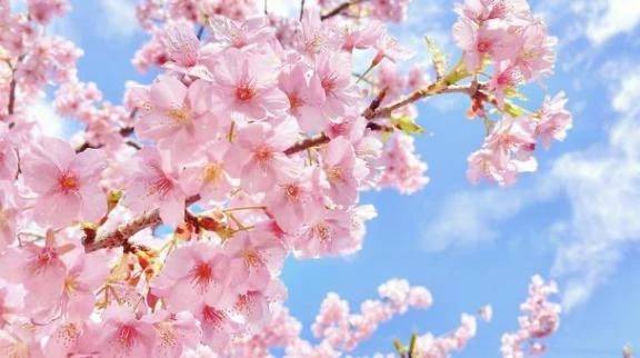 🌸3月のありがとう🌸