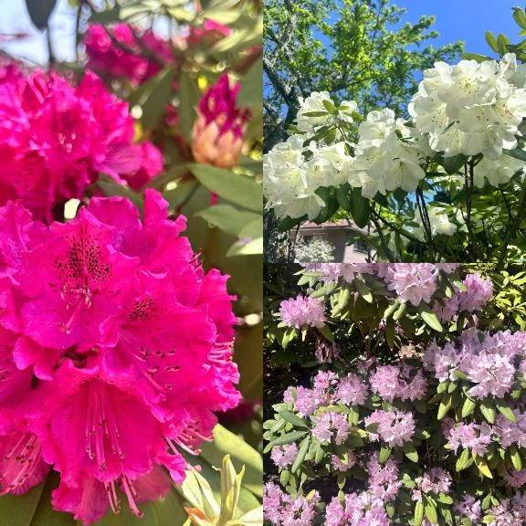 Ｈ  様　　お礼