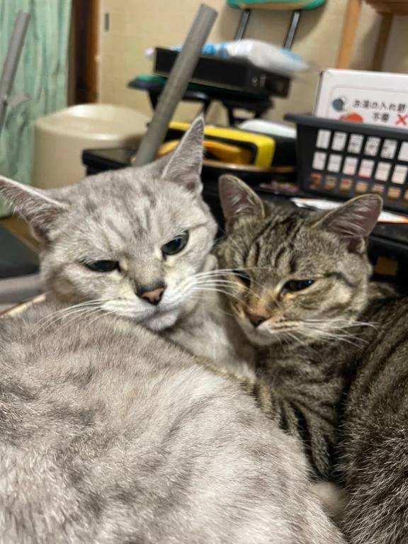 動物大好きなAV女優です🥰❤️❤️❤️❤️