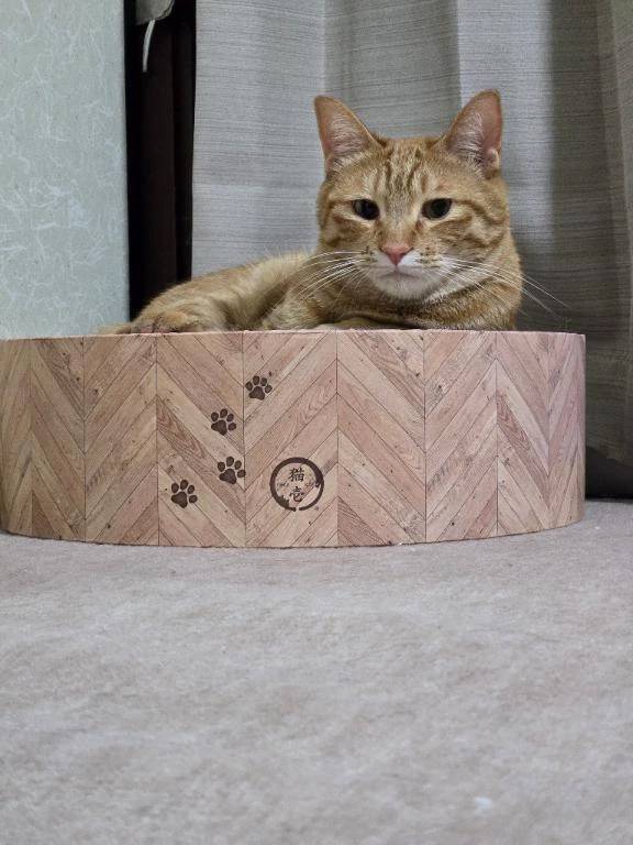 こんばんは
