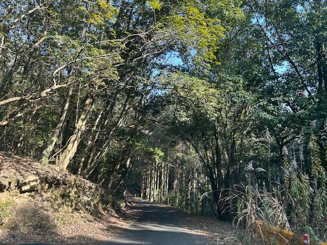 あやのちゃん(新人！お昼の美人妻！)（性感エステアロマミッシェル　Aroma Michell）