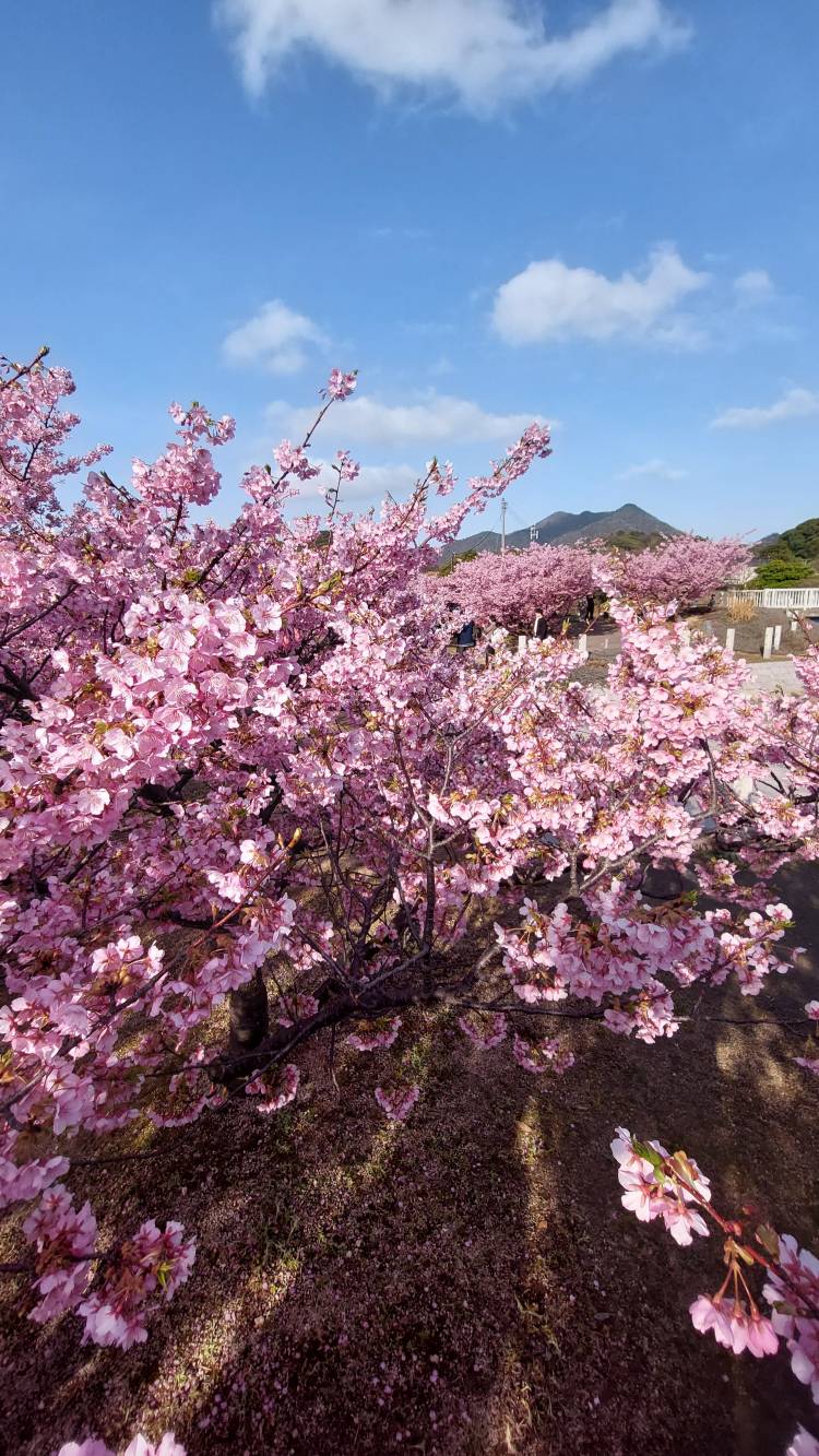 みさきさん(清楚な人妻セラピスト！！)（性感エステアロマミッシェル　Aroma Michell）