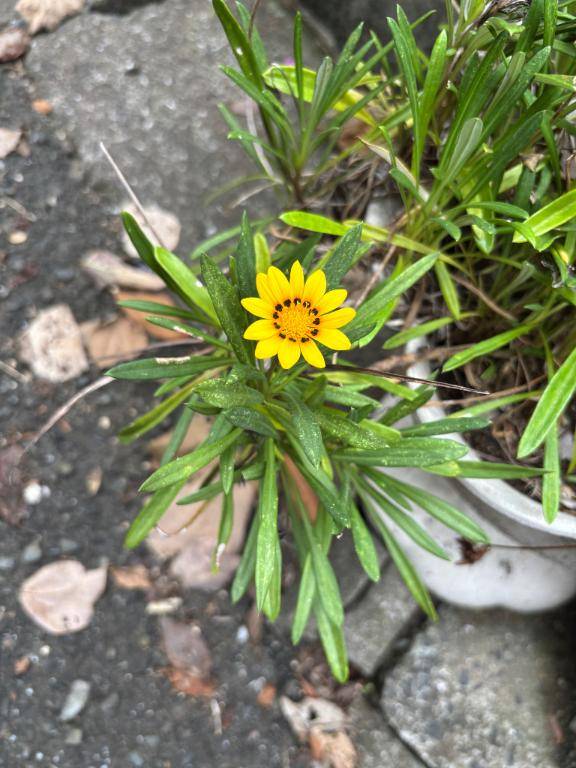 おさんぽっぽー🌼