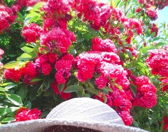 明日からの1週間は(;´ρ`)