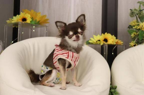 室内ドッグラン🐶