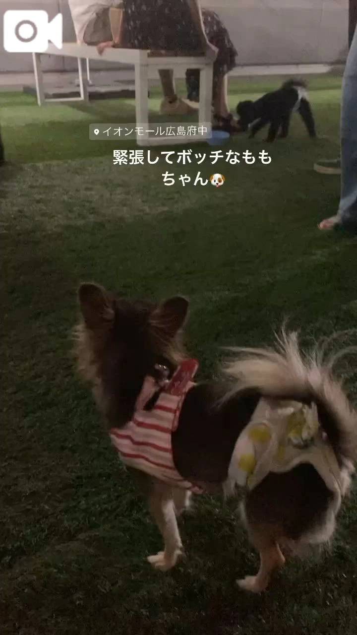 初🐾