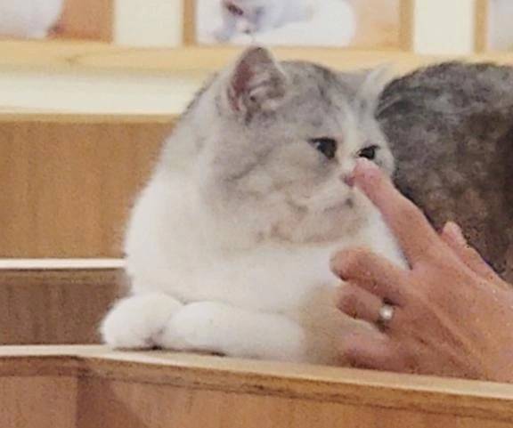 猫ちゃん