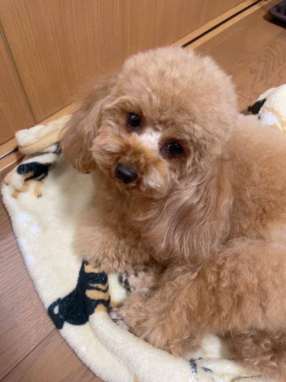 わんちゃん🐶💗