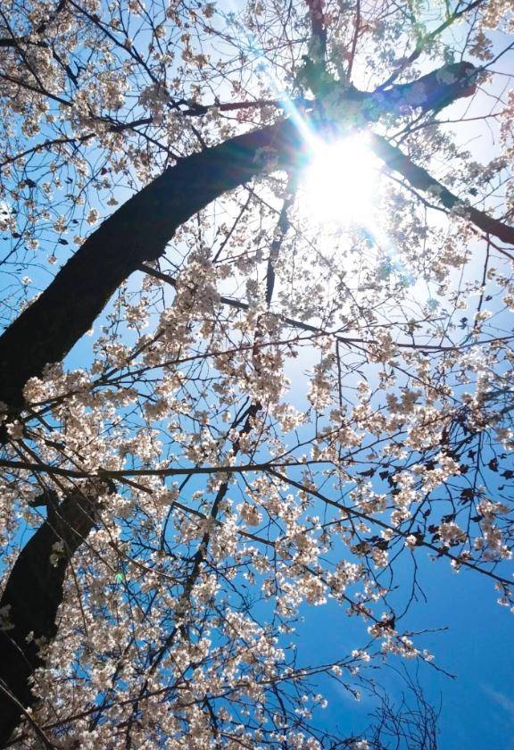 日記が前後しますよ🌻