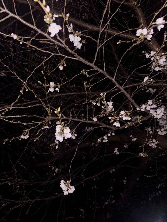 🌸お知らせ🌸