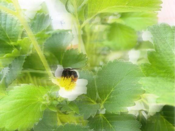🍓🐝🌸