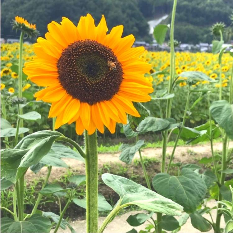17日…17時～出勤