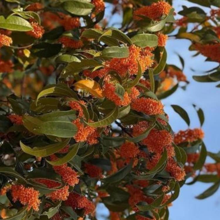 あすか 超絶倫★美人奥様の変態遊戯！