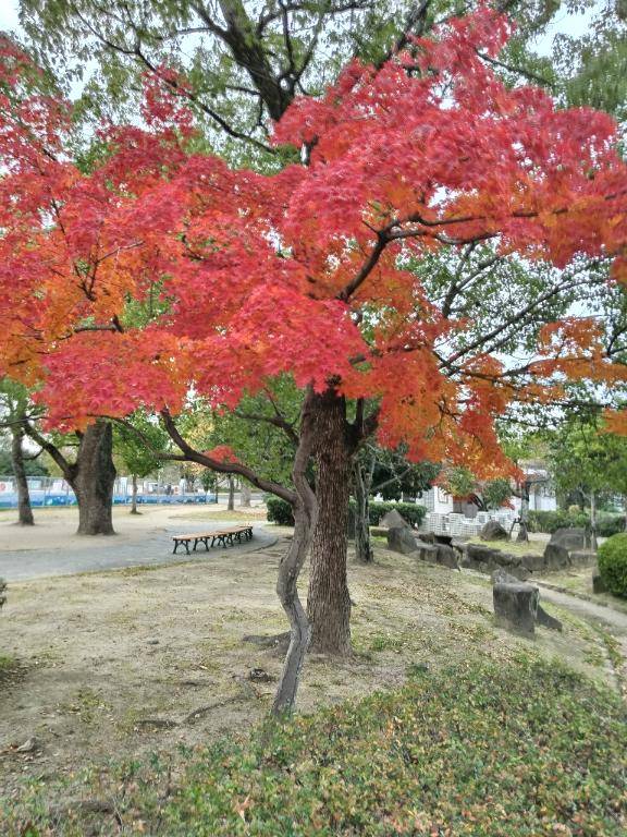 体験りょうこ　美熟女とはまり込むエロの無限ループ∞