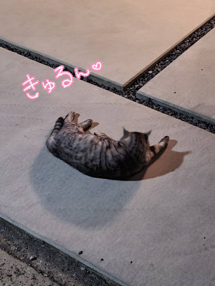 ゆみ　愛くるしい美人妻☆心に残る秘密の情事