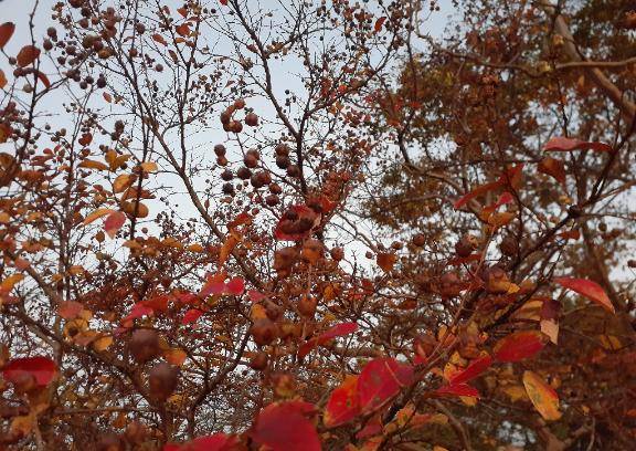 こはく 高嶺の花の乱れ姿☆溢れでるドMの香り