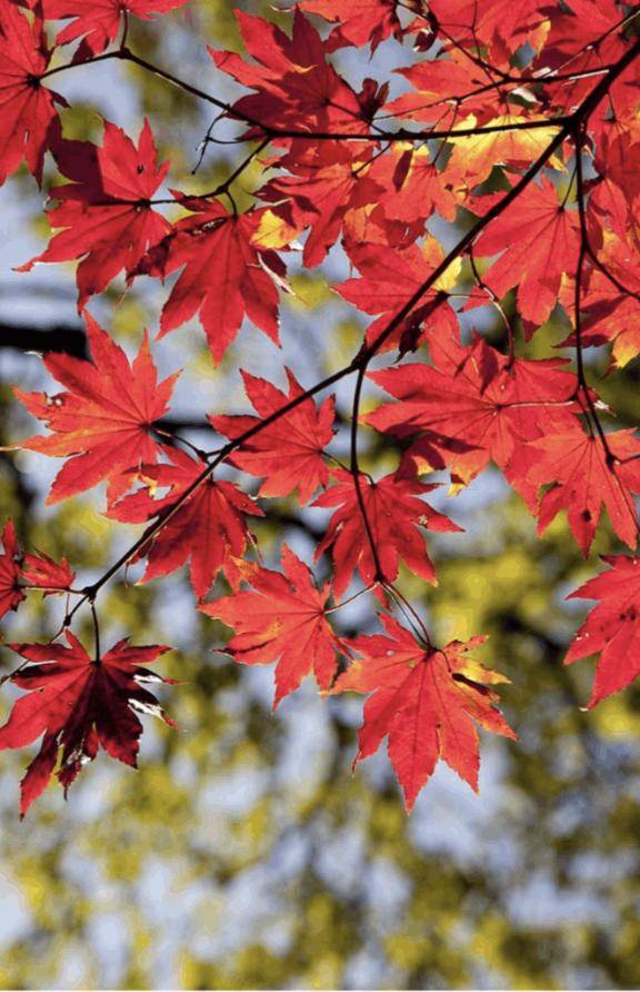 おとは　艶やかな細身ボディにまみれる☆美麗な人妻が乱れる