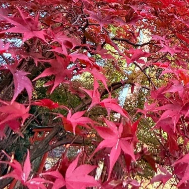 あすか 超絶倫★美人奥様の変態遊戯！