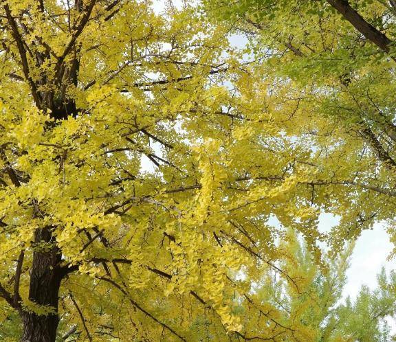 さおり　近所の美人妻と淫らな秘め事