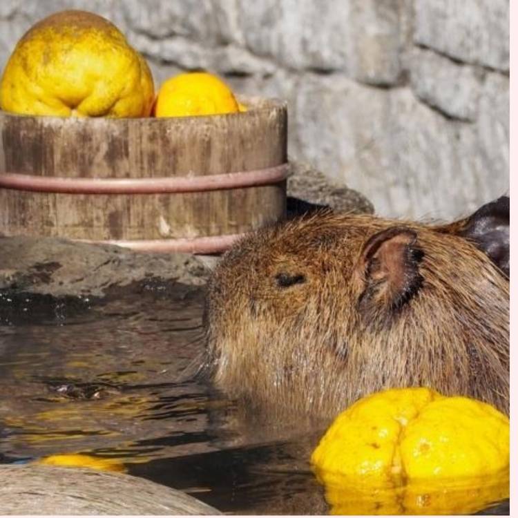 あすか 超絶倫★美人奥様の変態遊戯！