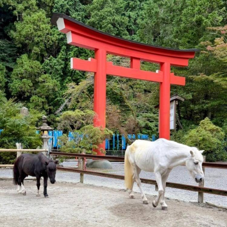 あすか 超絶倫★美人奥様の変態遊戯！