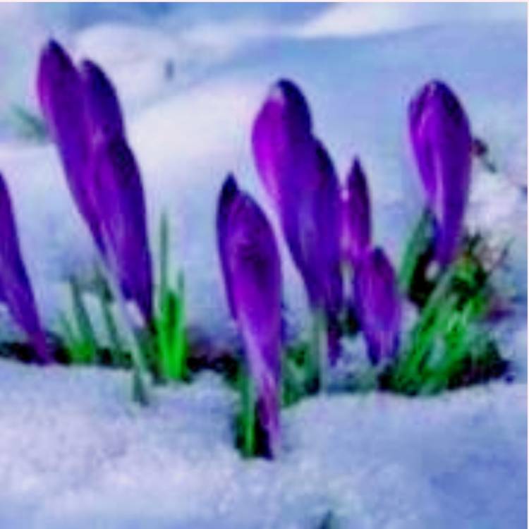 あすか 超絶倫★美人奥様の変態遊戯！