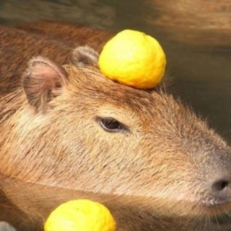 あすか 超絶倫★美人奥様の変態遊戯！