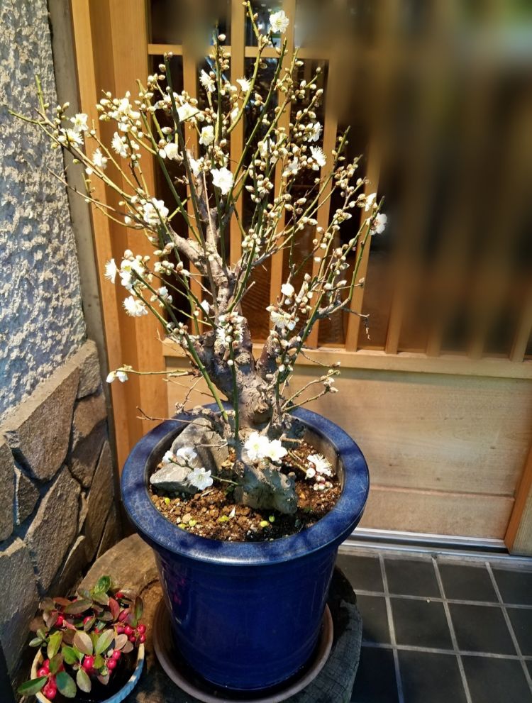 こはく 高嶺の花の乱れ姿☆溢れでるドMの香り