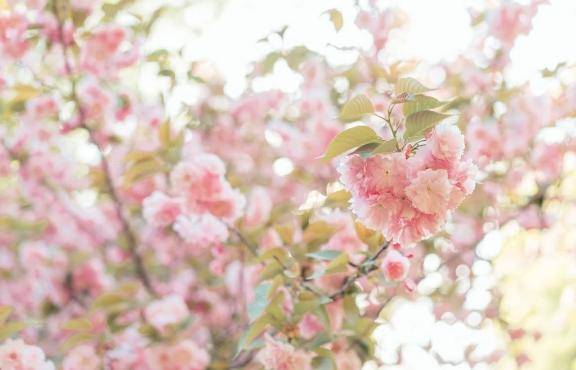 さおり　近所の美人妻と淫らな秘め事