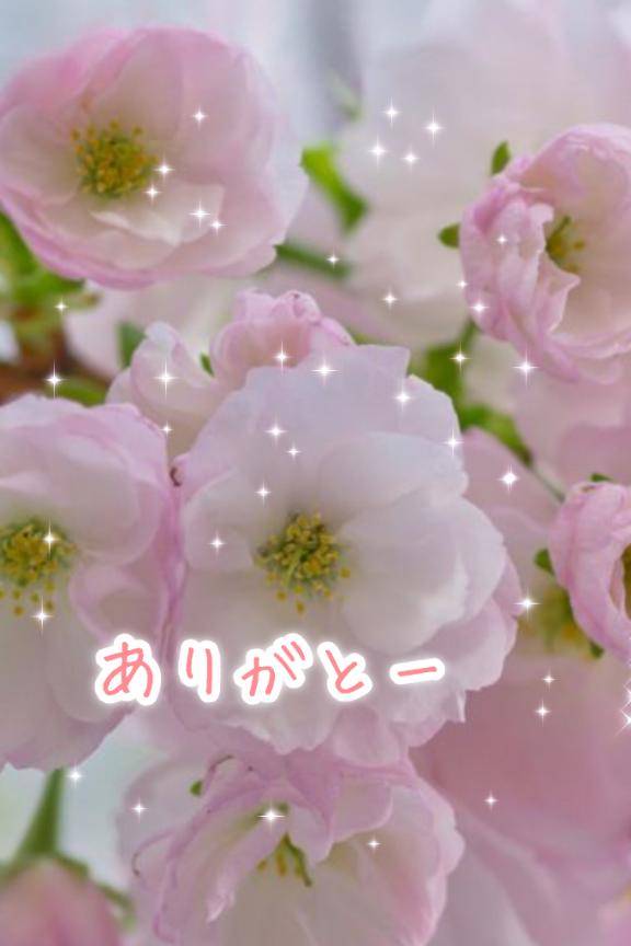 しま　ガチ綺麗プレミア美女☆敏感名器でイキまくる！