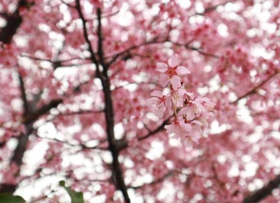 さおり　近所の美人妻と淫らな秘め事