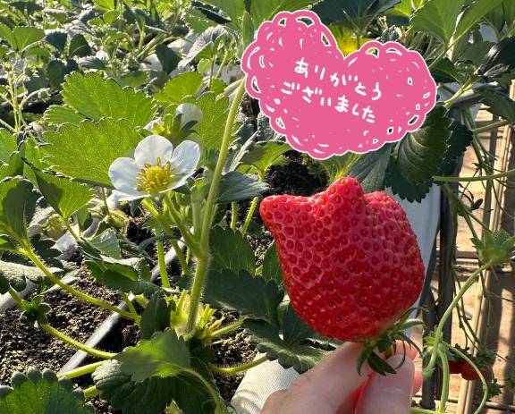 Y○hooニュース情報