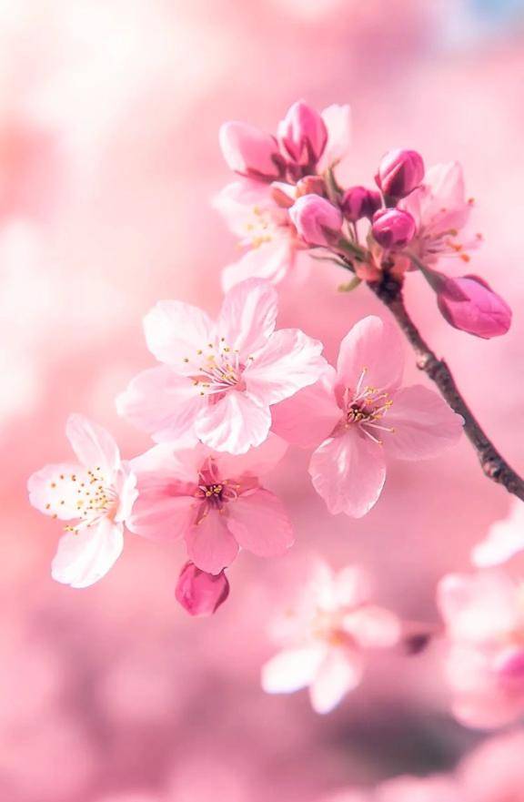 いろは　淫乱な『美』の結晶☆敏感体質の美巨乳美人妻！