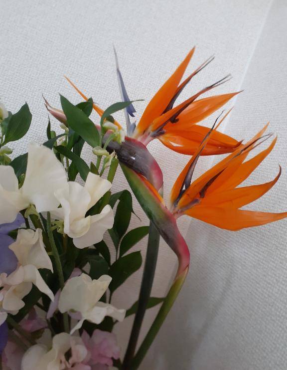 こはく 高嶺の花の乱れ姿☆溢れでるドMの香り