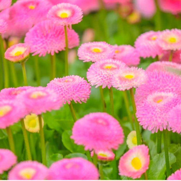 あすか 超絶倫★美人奥様の変態遊戯！