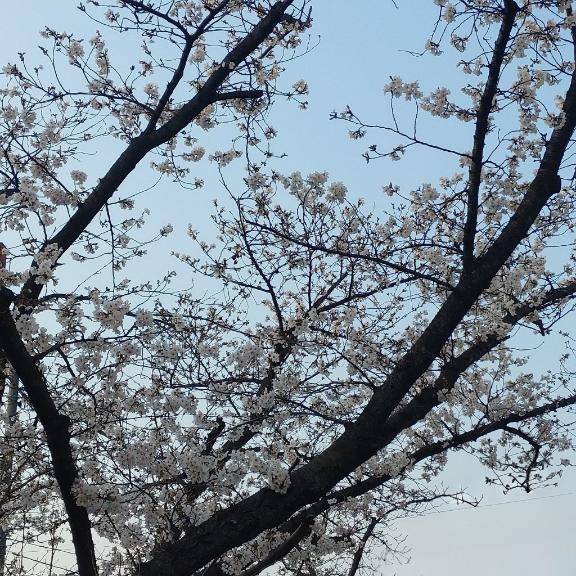 みづほ　可憐なボディで極上のご奉仕☆ダメ・・・吹いちゃう