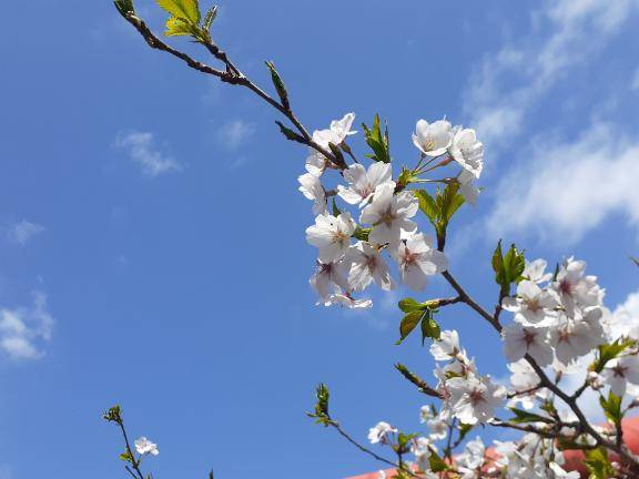 こはく 高嶺の花の乱れ姿☆溢れでるドMの香り