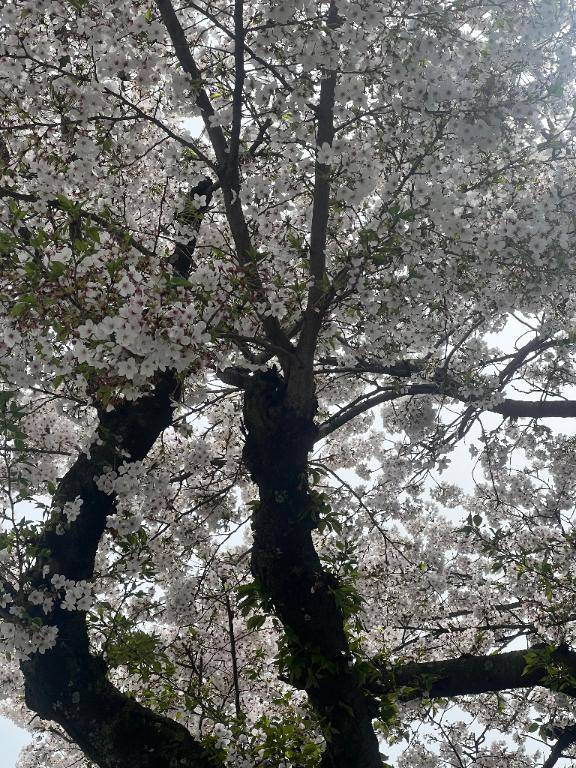 あおな　神美巨乳Ｆカップ☆可憐貴婦人の愛欲淫乱白書