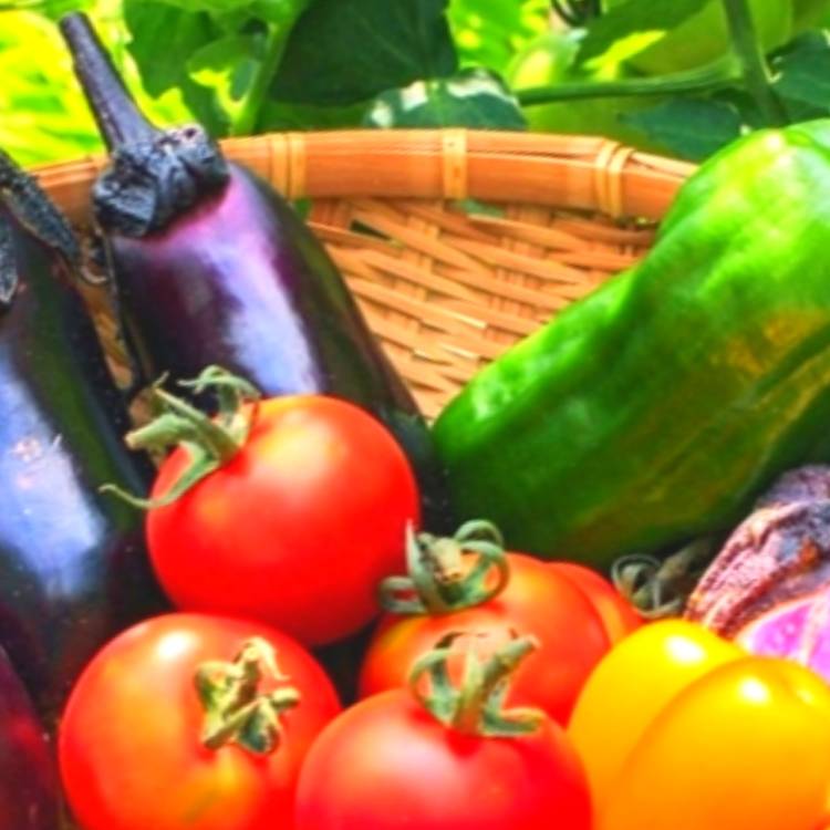 あすか 超絶倫★美人奥様の変態遊戯！