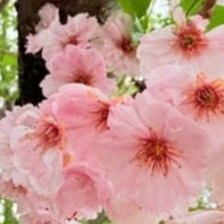 あすか 超絶倫★美人奥様の変態遊戯！