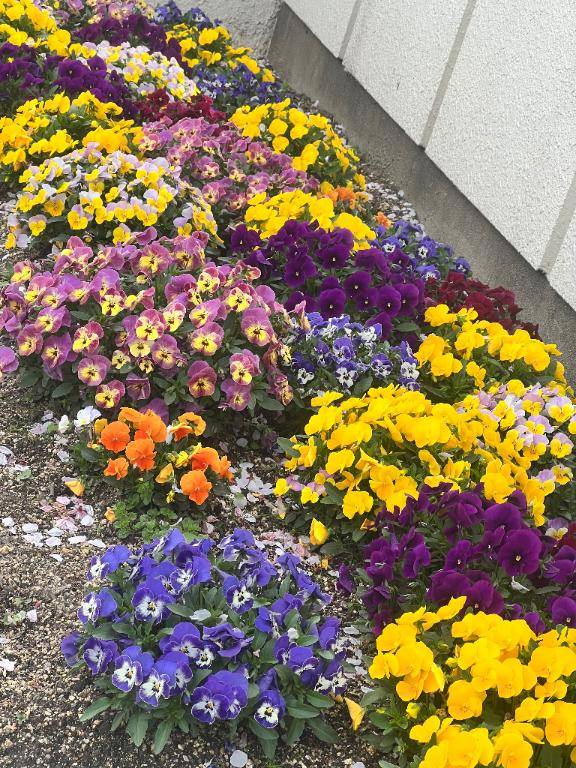 あおな　神美巨乳Ｆカップ☆可憐貴婦人の愛欲淫乱白書