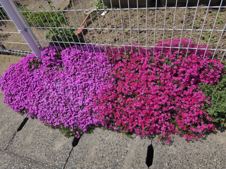 りか　五感すべてが欲する☆甘き香りの美人妻