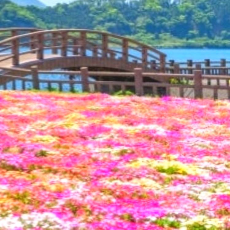 あすか 超絶倫★美人奥様の変態遊戯！