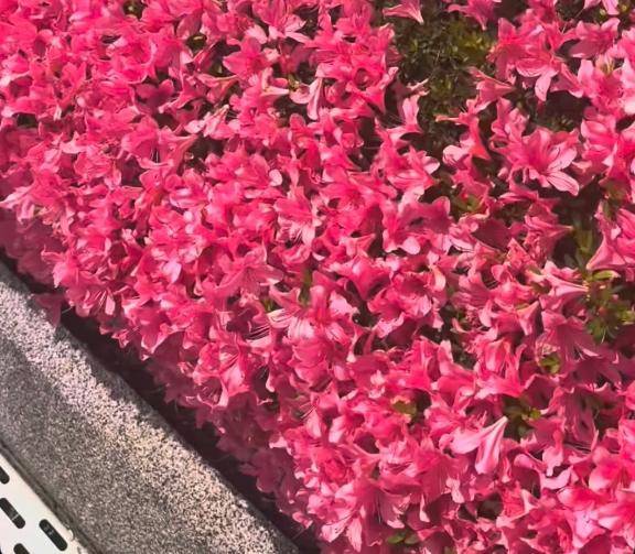 さおり　近所の美人妻と淫らな秘め事