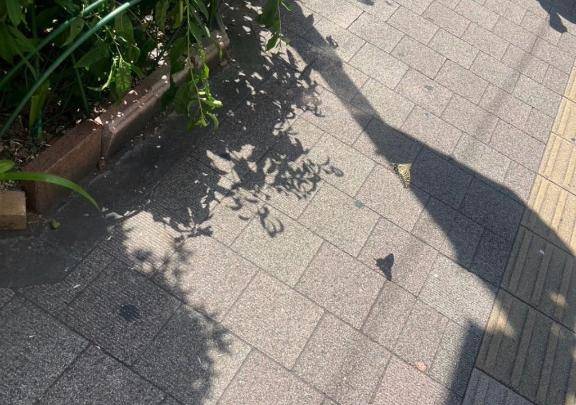 さおり　近所の美人妻と淫らな秘め事
